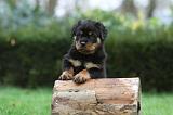 ROTTWEILER 365